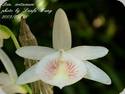 Dendrobium cretaceum